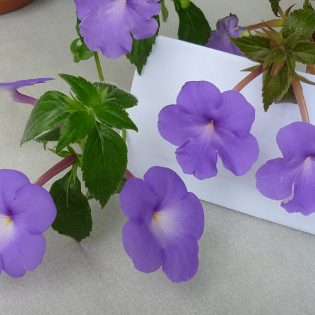  Ахіменес  Longiflora Major / 1 шт. 