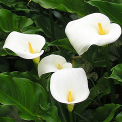  Кала Aethiopica 