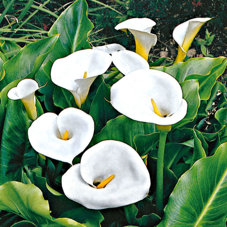  Кала Albomaculata 