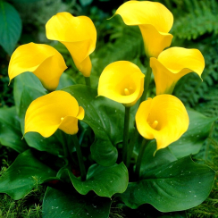  Кала Florex Gold 