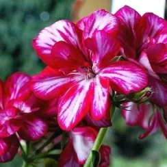 Саджанець Пеларгонія  Fire Burgundy Braze ангельська  ЗКС