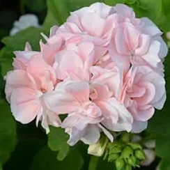 Саджанець Пеларгонія  Light Pink зональна ЗКС