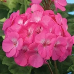 Саджанець Пеларгонія   Night Rose зональна ЗКС