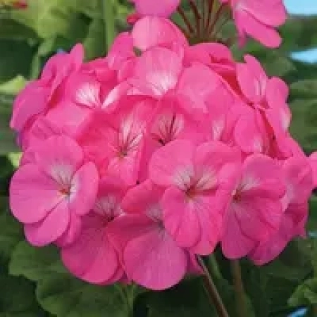 Саджанець Пеларгонія   Night Rose зональна ЗКС