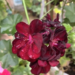 Саженец Пеларгония Primo Burgundy ампельная ЗКС
