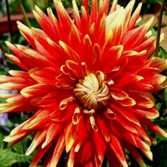  Жоржина Autumn Sunburst 