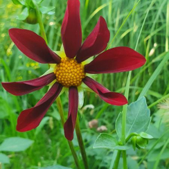  Жоржина  Honka Dark 