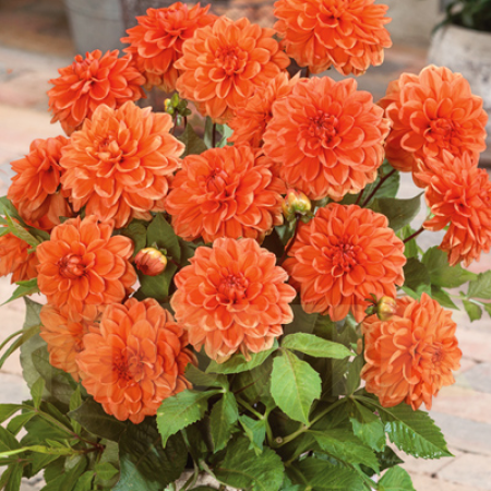  Жоржина Orange Nugget 