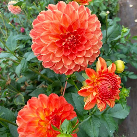  Жоржина  Orange Pekoe 