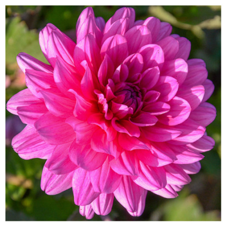  Жоржина Pink Allegro 