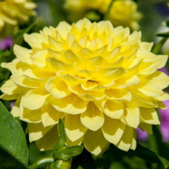  Жоржина  Pinto 