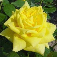 Роза Старлайт (Однолетний, ОКС)