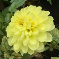  Жоржина Sun Lady 