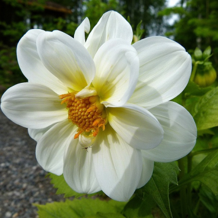  Жоржина Twyning's White Chocolate 