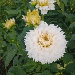  Жоржина White Perfection 