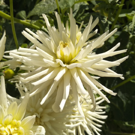  Жоржина White Star 