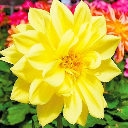  Жоржина Yellow Sneezy 