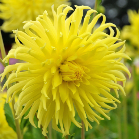  Жоржина Yellow Star 