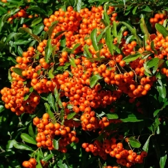 Саженец Пираканта  Orange Glow ЗКС