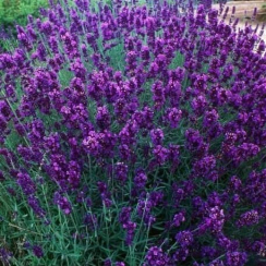 Саджанець Лаванда  Dark Hidcote Blue   ЗКС, P9