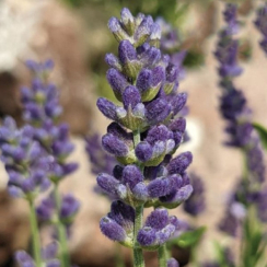 Саджанець Лаванда  Ellagance Purple ЗКС, P9