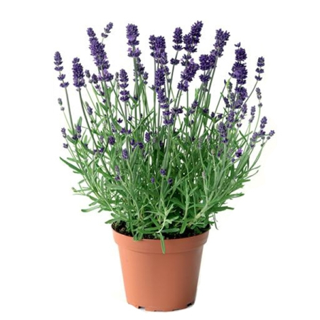 Саджанець Лаванда  Essence Purple (Ессенс Пепл) дворічна ЗКС, 2 л.
