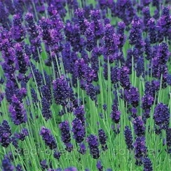 Саджанець Лаванда   Lavance Purple  ЗКС, P9