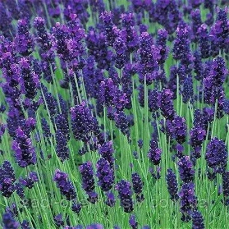 Саджанець Лаванда   Lavance Purple  ЗКС, P9