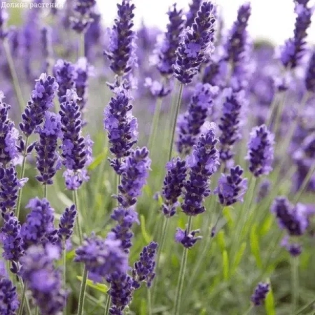 Саджанець Лаванда  Аngustifolia (Ангустіфолія) дворічна ЗКС, 2 л.