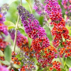 Саженец Буддлея  Flower Power ЗКС