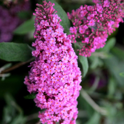 Саженец Буддлея  Pink Delight  ЗКС
