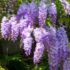 Саженец Глициния китайская / Wisteria Sinensis 15 см ЗКС
