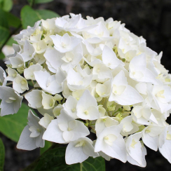Саженец Гортензия крупнолистная  First White (Фест Вайт) / двухлетняя ЗКС
