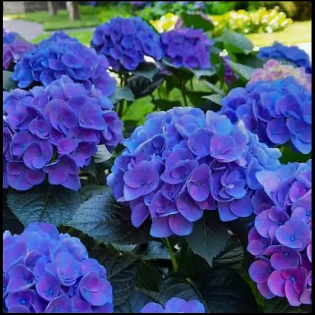 Саджанець Гортензія великолисткова  Jip Blue (Джип Блу) ЗКС