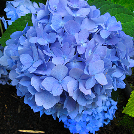Саджанець Гортензія великолисткова  Marine Blue (Маріне Блу) ЗКС