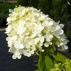 Саженец  Гортензия древовидная Grandiflora (Грандифлора) Гортензия древовидная Grandiflora (Грандифлора) Гортензия древовидная Grandiflora (Грандифлора) ЗКС