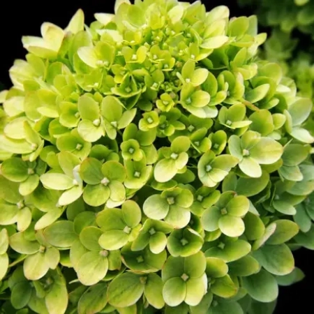 Саженец Гортензия метельчатая   Little Lime (Литл Лайм) ЗКС