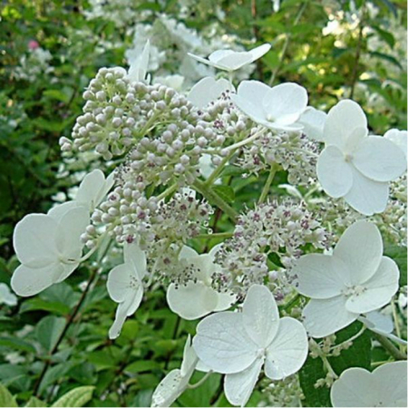 Саженец Гортензия метельчатая  Prim White (Прим Вайт) / двухлетняя  контейнер p9