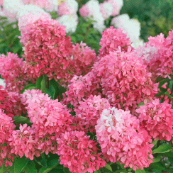 Саженец Гортензия метельчатая  Touch of Pink Тач оф Пинк) / трехлетняя c2 H 80 см