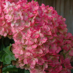 Саженец Гортензия метельчатая   Vanille Fraise (Ванилла Фрейз) ЗКС