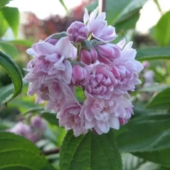 Саженец Дейция Розовая / двухлетняя ОКС