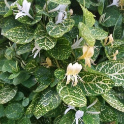 Саженец Жимолость декоративная японская Aureoreticulata ( Набор 5 шт. ЗКС )