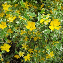 Саженец Керрия японская я Вариегата (Variegata)  ЗКС, контейнер р9