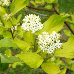 Саженец Дерен Ауреа (Aurea) c1 H 50 см