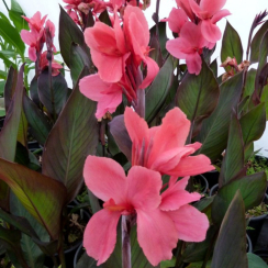  Канна Pink Futurity 