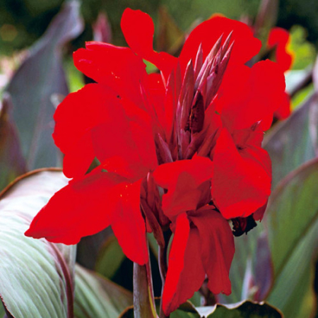  Канна Ambassador 