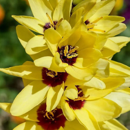 Луковица Иксия Yellow Emperor  3 шт