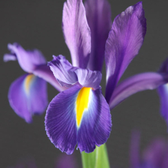 Луковица Ирис Discovery Purple  2 шт
