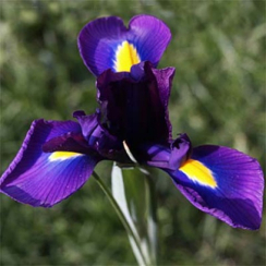 Луковица Ирис Dynamic Duet 2 шт
