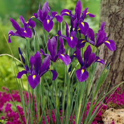 Луковица Ирис Hollandica Purple Sensation 2 шт